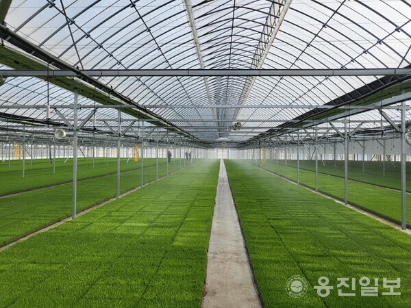 백령면 농작물 공정육묘장 벼 육묘 실시
